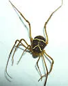 Cynortoides quadrispinosa