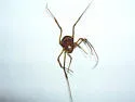 Cynortoides quadrispinosa - photo 2
