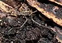 Cynortoides quadrispinosa - photo 4