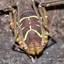 Cynortoides quadrispinosa - photo 5