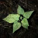 Cyphacma tragiae - Hodges#1073
