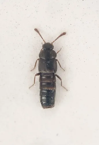 Cyphea wallisi
