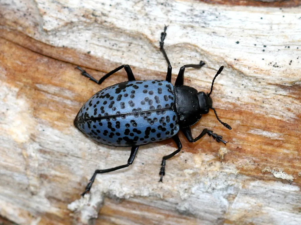 Cypherotylus californicus