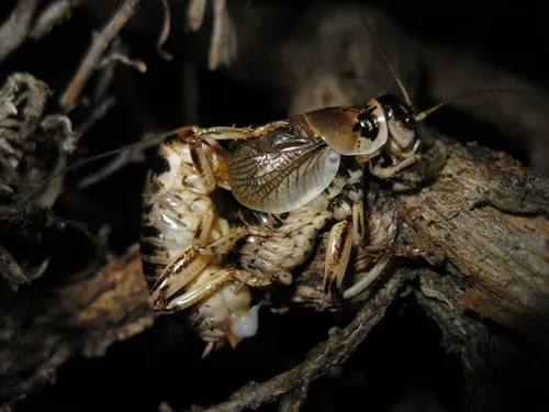 Sagebrush Grig - photo 3