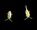 Cyphoderus similis