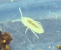 Cyphoderus similis - photo 2