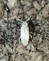 Cyphoderus similis - photo 4