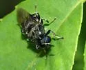 Cyphomyia erecta