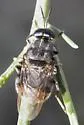 Cyphomyia erecta - photo 2