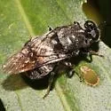 Cyphomyia erecta - photo 3