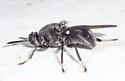 Cyphomyia erecta - photo 4
