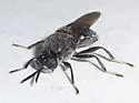 Cyphomyia erecta - photo 5