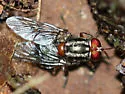 Cyphomyia marginata - photo 2