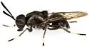 Cyphomyia pilosissima