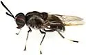 Cyphomyia pilosissima - photo 2