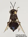 Cyphomyia pilosissima - photo 3