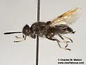 Cyphomyia pilosissima - photo 4