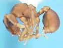 Cyphomyrmex flavidus