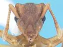 Cyphomyrmex flavidus - photo 2