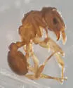 Cyphomyrmex minutus