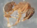 Cyphomyrmex minutus - photo 2