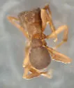 Cyphomyrmex minutus - photo 3