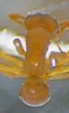 Cyphomyrmex minutus - photo 5