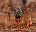 Cyphomyrmex rimosus