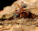 Cyphomyrmex rimosus - photo 2