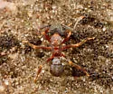 Cyphomyrmex rimosus - photo 3