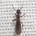 Cyphomyrmex rimosus - photo 4