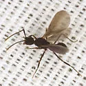 Cyphomyrmex rimosus - photo 5