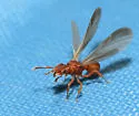 Cyphomyrmex wheeleri - photo 2