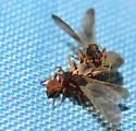 Cyphomyrmex wheeleri - photo 3