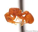 Cyphomyrmex wheeleri - photo 4