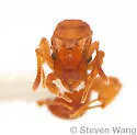 Cyphomyrmex wheeleri - photo 5