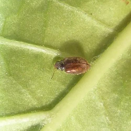 Contacyphon palustris