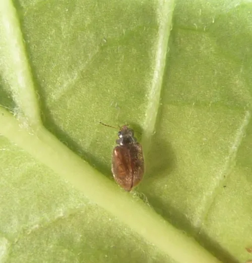 Contacyphon palustris - photo 2