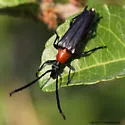 Cyphonotida rostrata - photo 2
