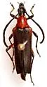 Cyphonotida rostrata - photo 3