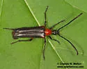 Cyphonotida rostrata - photo 4