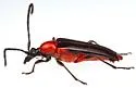 Cyphonotida rostrata - photo 5