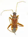 Cyphopelta modesta - Cyphopelta modesta