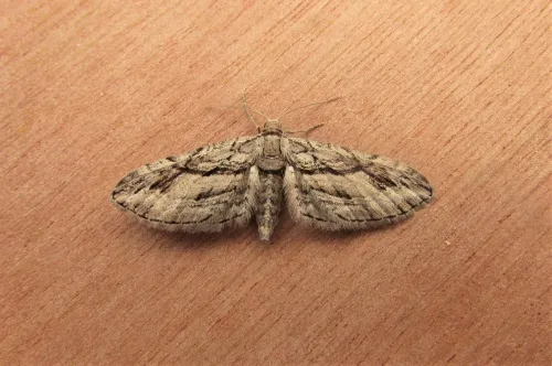 Cypress Pug - photo 3