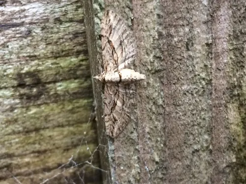 Cypress Pug - photo 4
