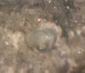 Cypridopsis vidua - photo 2