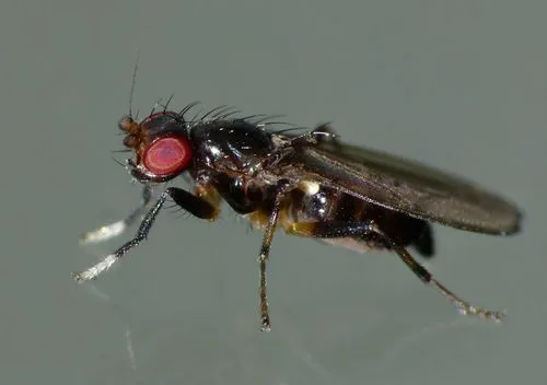 Cypselosomatidae - Cypselosomatidae