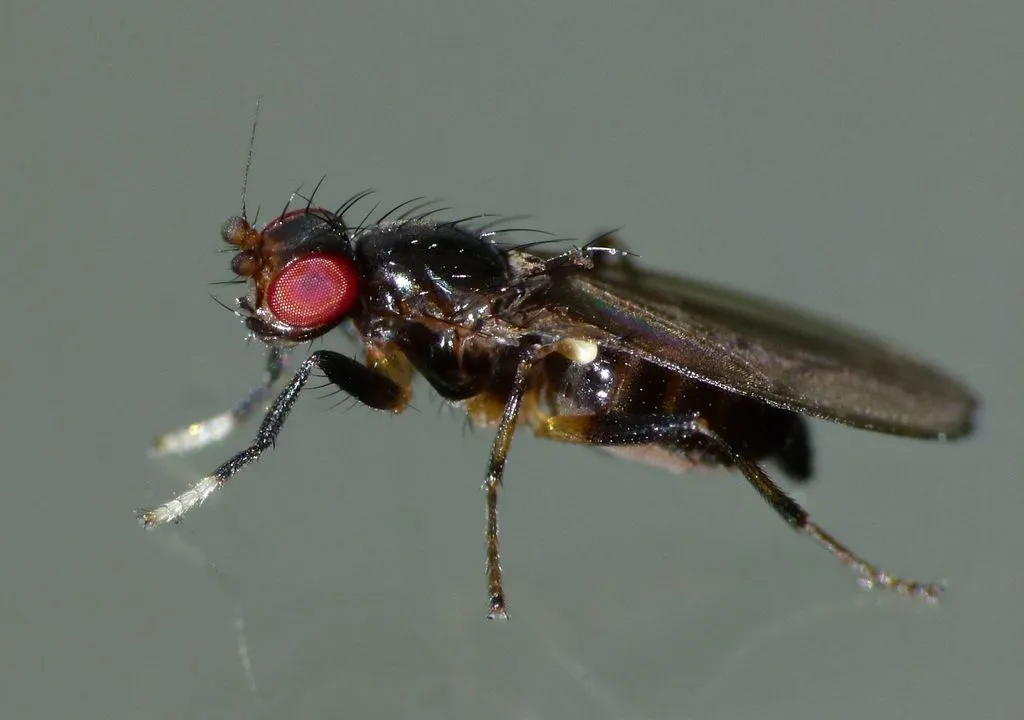 Cypselosomatidae - photo 2