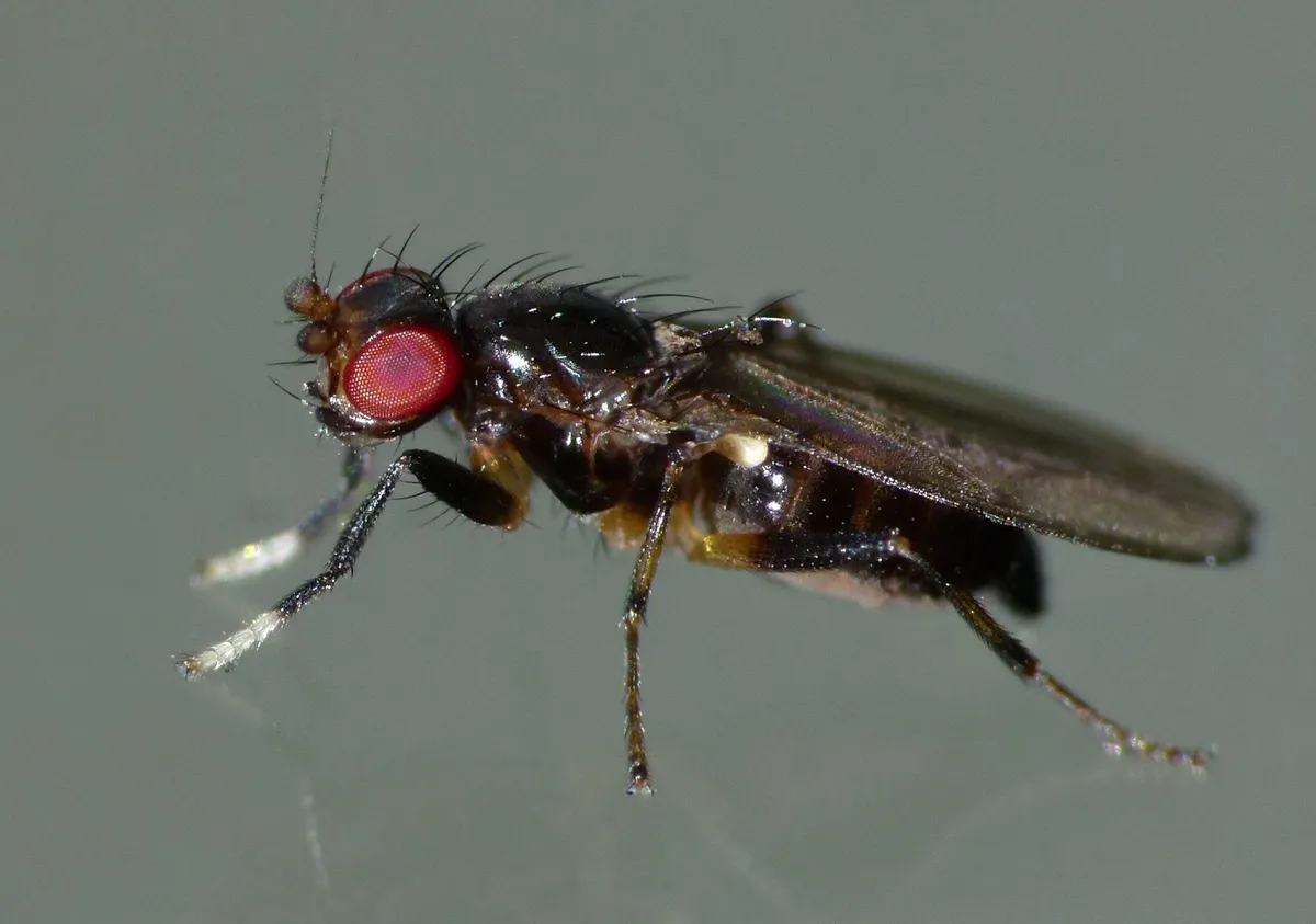 Cypselosomatidae - photo 3