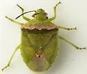 Cyptocephala antiguensis